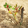 Rose sprouts in spring