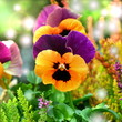 canvas print picture - Viola
