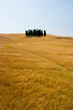 Paesaggio toscano Paesaggio toscano