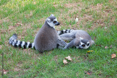 Photo: Ring-tailed lemur (Lemur catta) Ring-tailed lemur (Lemur catta)
