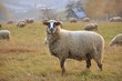 Sheeps on the meadow