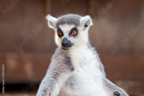 Photo: Ring-tailed lemur (Lemur catta) Ring-tailed lemur (Lemur catta)