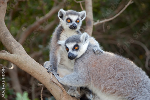 Photo: Ring-tailed lemur (Lemur catta) Ring-tailed lemur (Lemur catta)