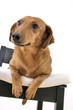 Dog on a chair cushion