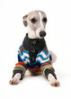 Hund im Winterpullover