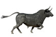 Foto: bull bull