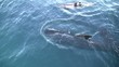 Pilot whales