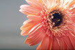 Close up flower of gerber