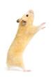 Hamster