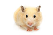 Hamster