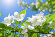 blossom apple tree