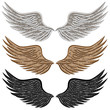 Detailed Bird Wings