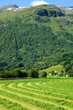 Fresh cut hay in a field