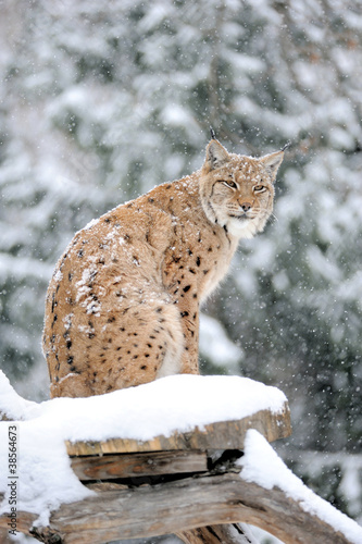 Photo: Lynx in winter Lynx in winter