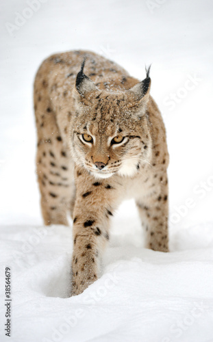 Foto: Lynx in winter Lynx in winter