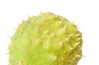 Chestnut closeup
