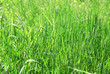 Grass