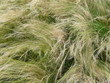 Fiedergras, Nassella tenuissima