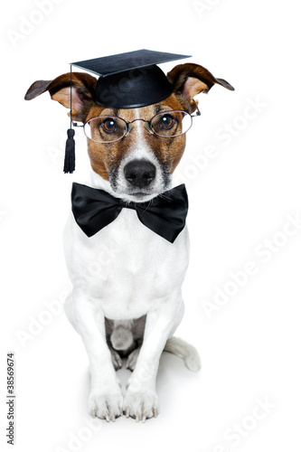 Photo: graduated dog graduated dog