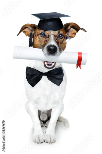 Foto: graduated dog with diploma graduated dog with diploma