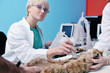 Female veterinary