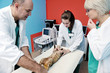 veterinarian and assistant in a small animal clinic veterinarian and assistant in a small animal clinic