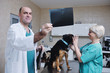 veterinarian and assistant in a small animal clinic veterinarian and assistant in a small animal clinic