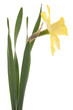 daffodil