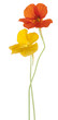 nasturtium