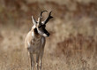 Pronghorn Antelope Buck in Prairie habitat