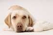 Gelangweilter Hund mit Pudelmütze
