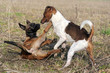jeu de chiot malinois et jack russel terrier