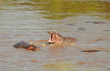 Wild Baby hippo yawning