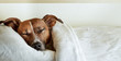 dog in bed