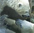 white bears_1