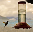 Hummingbird and feeder Hummingbird and feeder