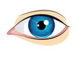 Vector blue eye