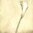 textured old paper background with white calla flower