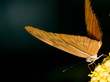 butterfly_1