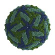 Dengue Virus (DENV)