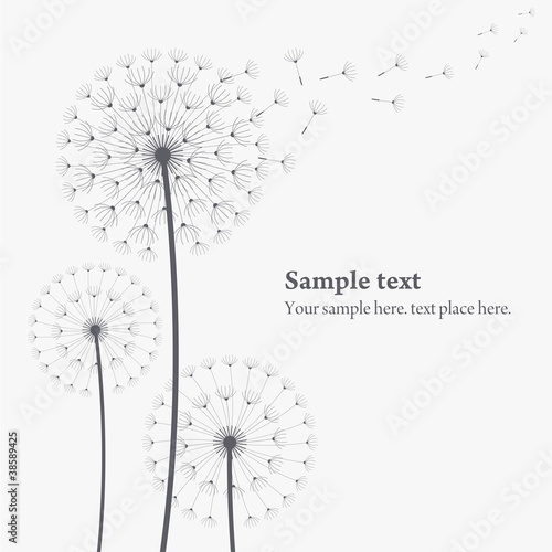 Vektor: vector dandelion vector dandelion