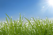 Tautropfen mit Sonne