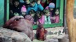 Children watch on female orangutan with baby sit in ZOO