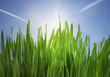 grass and sunlight grass and sunlight