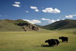 Yacks, Mongolie Yacks, Mongolie