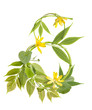 Number eight from branches, leaves and blue and yellow flowers