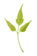 Isolated young green leaf of ash