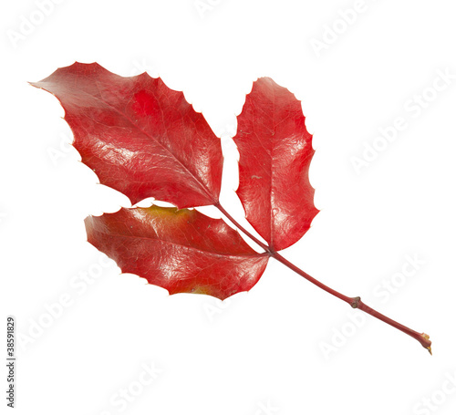 Photo: Red leaf of ilex isolated on white background Red leaf of ilex isolated on white background