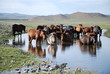 Horses, Mongolia Horses, Mongolia