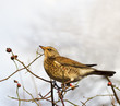 Fieldfare. Turdus pilaris. Fieldfare. Turdus pilaris.